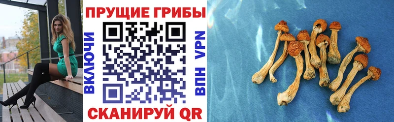 Псилоцибиновые грибы Psilocybe  Бобров 